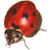 :iconmetaplan: