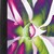 :iconmetche-dershe: