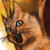 :iconmeteorcat: