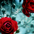 :iconmethekiwy: