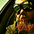 :iconmethigoss: