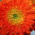 :iconmetta1601: