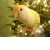 :iconmeudy:
