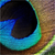:iconmeus-dilingo: