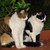 :iconmewcatlover: