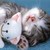 :iconmewmmew-kitty: