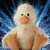 :iconmi-hawk: