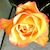 :iconmi-shiori: