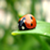 :iconmia92: