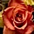 :iconmiakodawolf13:
