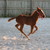 :iconmiamibarrelracer: