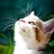 :iconmiaous-land: