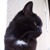 Miascat :iconmiascat:
