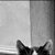 :iconmiauu3:
