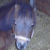 :iconmiauw-x-ellen: