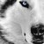 :iconmiawolflover: