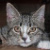 :iconmiceranimoin: