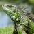 :iconmichael-vincent: