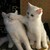 :iconmichelle-angelie: