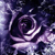 :iconmicius91: