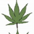 :iconmick2dope: