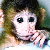 :iconmickey-is-a-monkey: