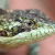 :iconmicromacro: