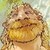 :iconmidhras: