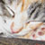 :iconmidnight-ciel: