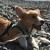 :iconmidnight-dog-star:
