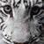 :iconMidnight-Drakofelis: