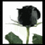 :iconmidnight-phantom: