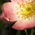 :iconMidnight-Pomegranate: