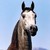 :iconmidnight-stables: