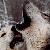 :iconmidnight-wolf-pack: