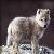 :iconmidnight-wolf-pup: