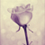 :iconmidnight700: