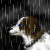 :iconMidnightArissen: