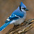 :iconmidnightbluejay: