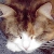 :iconmidnightdisaster: