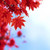 :iconmidnightrosekeeper: