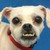 :iconmidnightrush224: