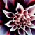 :iconmidnightspirit02: