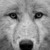 :iconmidnightwolf4: