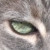 :iconmidnightwolfeyes: