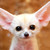 :iconmidnightwolfxxx:
