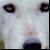 :iconMidnightZark: