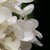 :iconmidnite-myknee-blu: