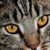 :iconmiez33: