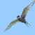 :iconmighty-bob: